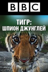 BBC: Тигр – Шпион джунглей  